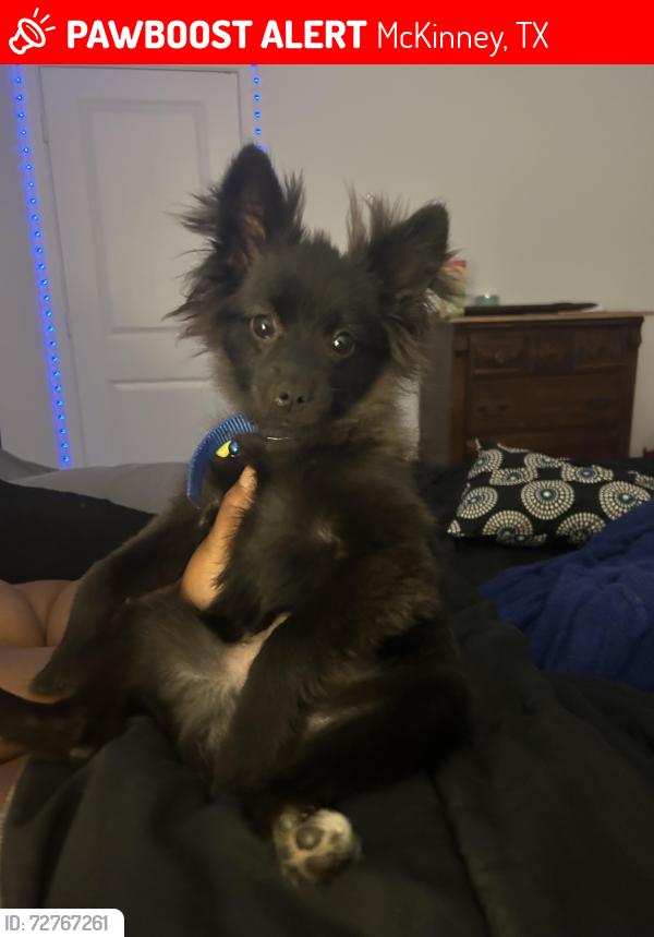 Lost Male Dog last seen In south ridge, McKinney, TX 75071