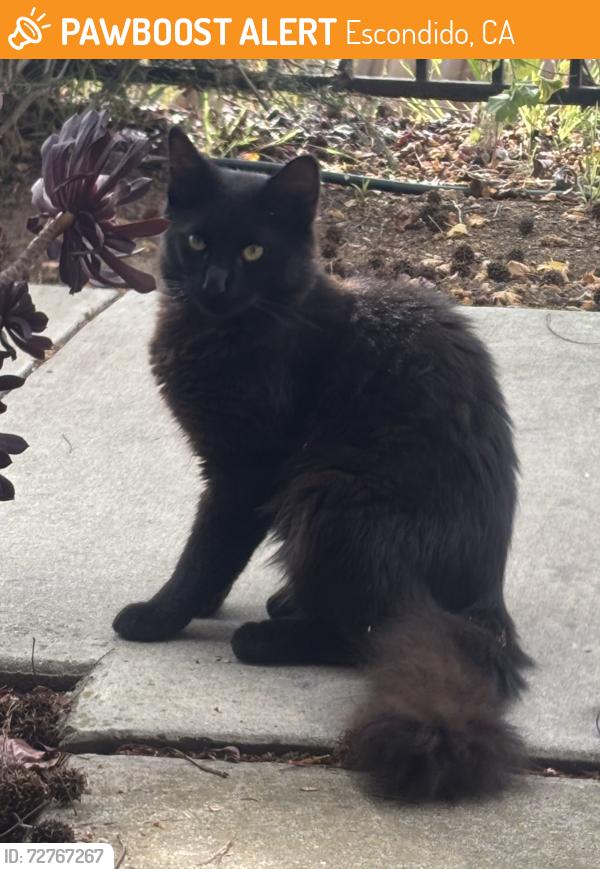 Found/Stray Unknown Cat last seen N Broadway, Escondido, CA 92026