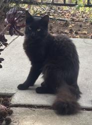 Found/Stray Unknown Cat last seen N Broadway, Escondido, CA 92026