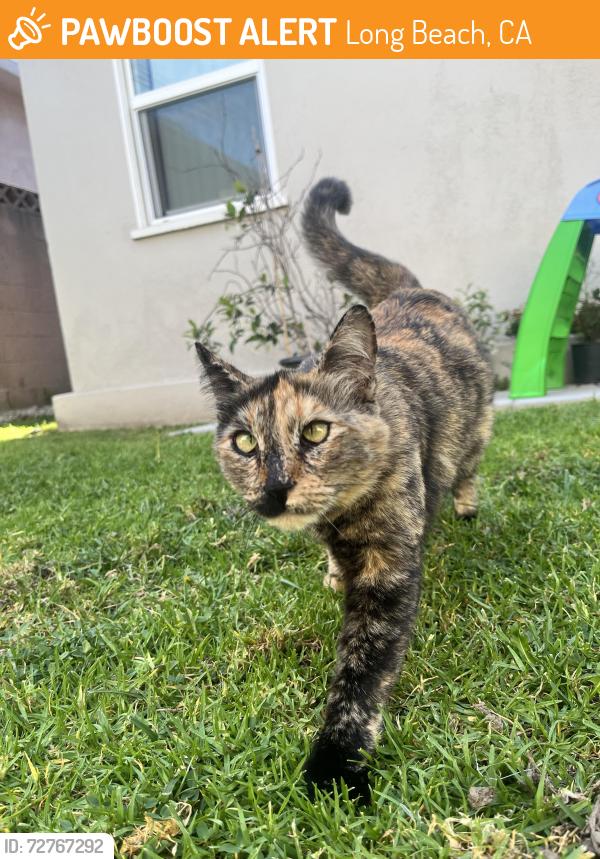 Found/Stray Female Cat last seen Downey and Artesia , Long Beach, CA 90805