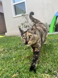 Found/Stray Female Cat last seen Downey and Artesia , Long Beach, CA 90805