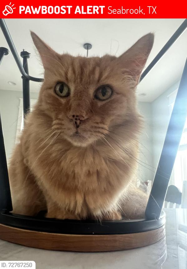Lost Male Cat last seen Close to Repsdorf Lake Cove Neighborhood , Seabrook, TX 77586
