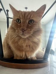 Lost Male Cat last seen Close to Repsdorf Lake Cove Neighborhood , Seabrook, TX 77586