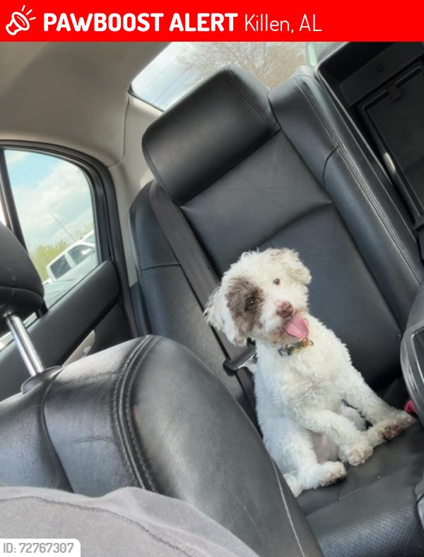 Lost Male Dog last seen Cox Cemetery Road en Al, Killen, AL 35645