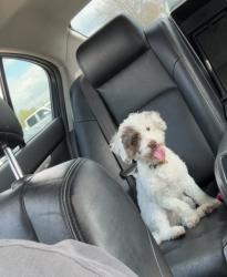 Lost Male Dog last seen Cox Cemetery Road en Al, Killen, AL 35645