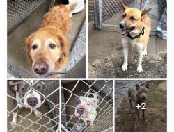 Found/Stray Unknown Dog last seen Gary Animal Control strays, Gary, IN 46402