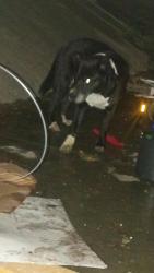 Lost Female Dog last seen Thousand oaks by Morgan's wonderland, San Antonio, TX 78233