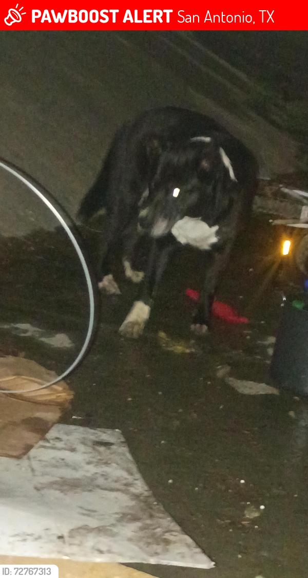 Lost Female Dog last seen Thousand oaks by Morgan's wonderland, San Antonio, TX 78233