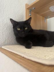 Lost Male Cat last seen er Ln Frisco TX, Frisco, TX 75036