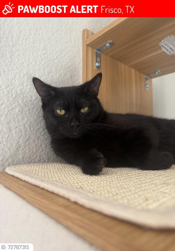 Lost Male Cat last seen er Ln Frisco TX, Frisco, TX 75036