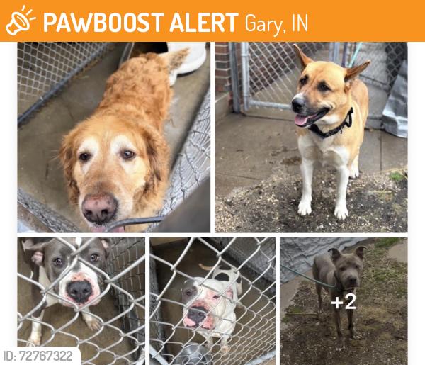 Found/Stray Unknown Dog last seen Gary Animal Control strays, Gary, IN 46402