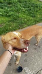 Found/Stray Male Dog last seen Near n 138th, Owasso, OK 74055