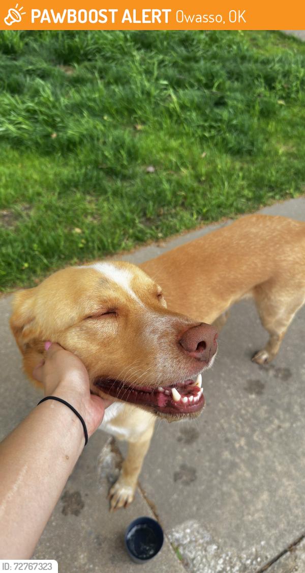 Found/Stray Male Dog last seen Near n 138th, Owasso, OK 74055