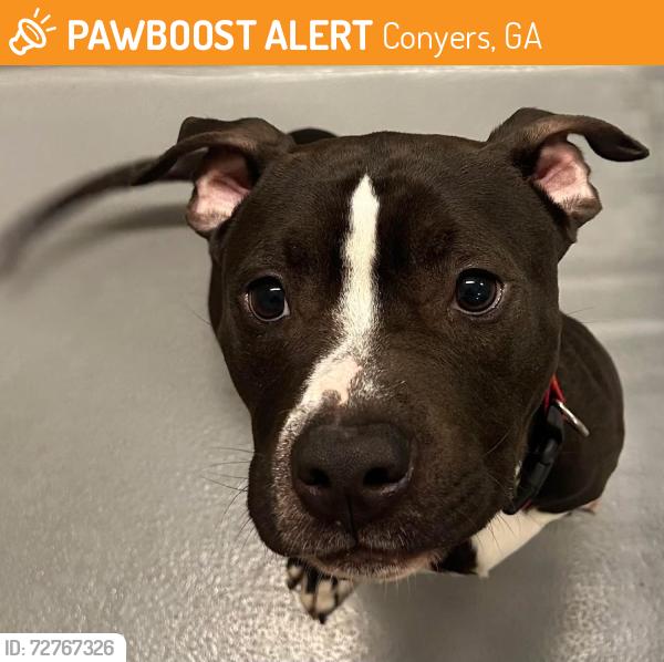 Found/Stray Unknown Dog last seen Located at Rockdale County Animal Service, 1506 Rockbridge Road, Conyers, GA 30012, Conyers, GA 30012