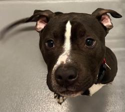 Found/Stray Unknown Dog last seen Located at Rockdale County Animal Service, 1506 Rockbridge Road, Conyers, GA 30012, Conyers, GA 30012