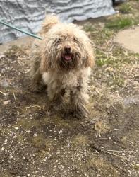 Found/Stray Unknown Dog last seen Gary Animal Control, Gary, IN 46402