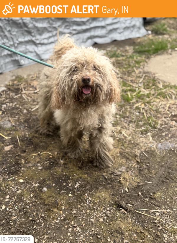 Found/Stray Unknown Dog last seen Gary Animal Control, Gary, IN 46402