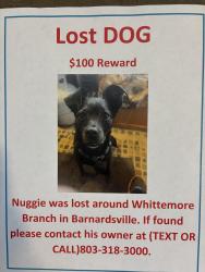 Lost Male Dog last seen Barnardsville Hwy, Barnardsville, NC 28709