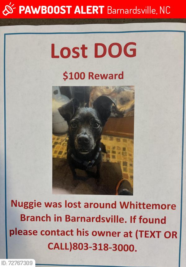 Lost Male Dog last seen Barnardsville Hwy, Barnardsville, NC 28709