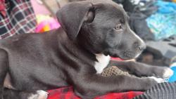 Lost Male Dog last seen By Steve's computers, San Antonio, TX 78247