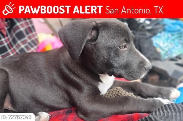 Lost Male Dog last seen By Steve's computers, San Antonio, TX 78247