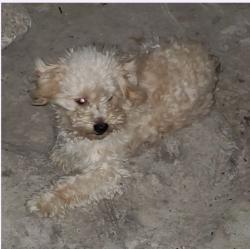 Lost Male Dog last seen St Philip's College, San Antonio, TX 78210
