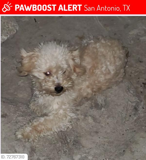 Lost Male Dog last seen St Philip's College, San Antonio, TX 78210