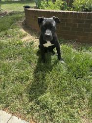Found/Stray Male Dog last seen Ruth ave & Racin Dr, Winston-Salem, NC 27105