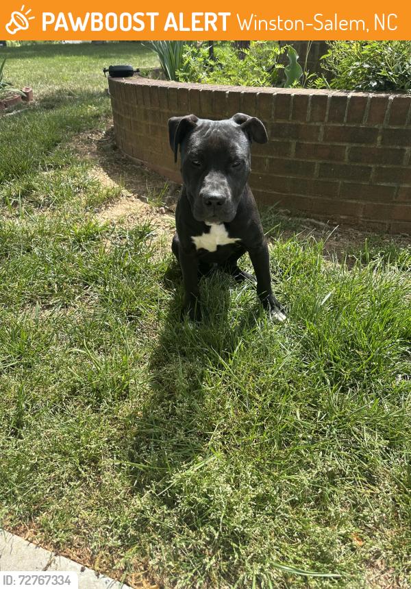 Found/Stray Male Dog last seen Ruth ave & Racin Dr, Winston-Salem, NC 27105