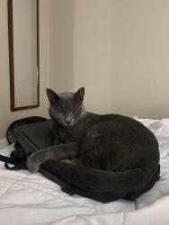 Lost Male Cat last seen Scenic Loop Rd and Interstate 10 W, FAIR OAKS, TX 78006