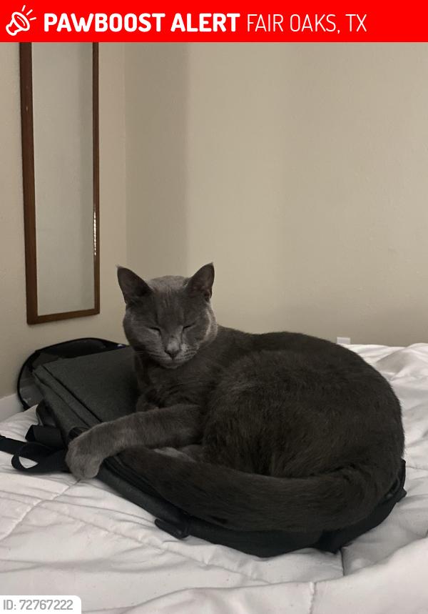 Lost Male Cat last seen Scenic Loop Rd and Interstate 10 W, FAIR OAKS, TX 78006