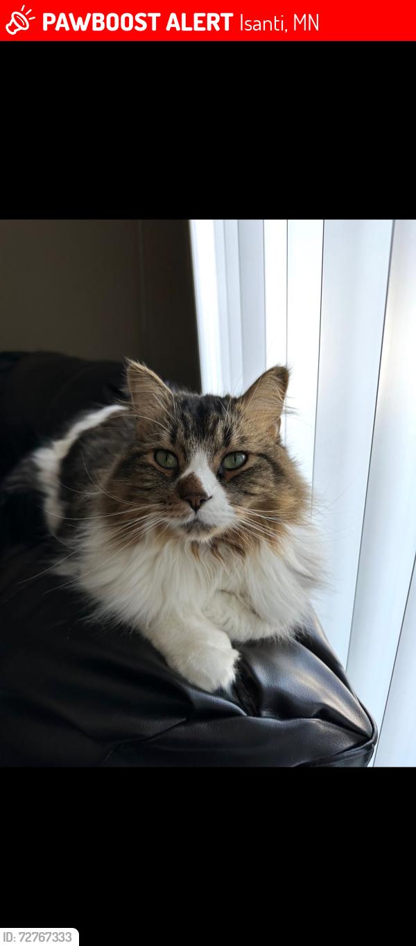 Lost Female Cat last seen Near Brookview Ct NW Isanti MN - The Commons on Whiskey, Isanti, MN 55040