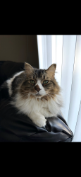 Lost Female Cat last seen Near Brookview Ct NW Isanti MN - The Commons on Whiskey, Isanti, MN 55040