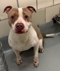 Found/Stray Unknown Dog last seen Located at Rockdale County Animal Service, 1506 Rockbridge Road, Conyers, GA 30012, Conyers, GA 30012