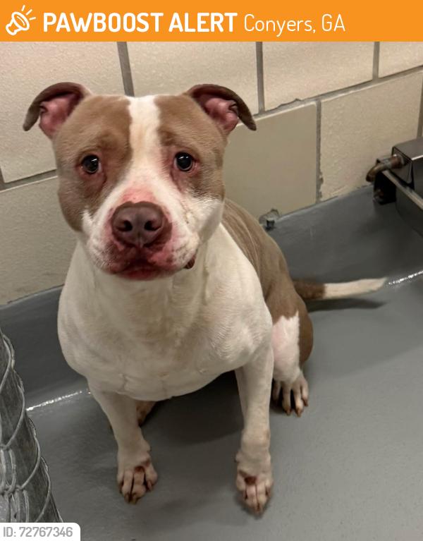 Found/Stray Unknown Dog last seen Located at Rockdale County Animal Service, 1506 Rockbridge Road, Conyers, GA 30012, Conyers, GA 30012