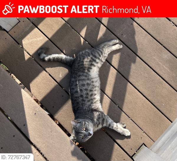 Lost Male Cat last seen Westshire lane, Richmond, VA 23238