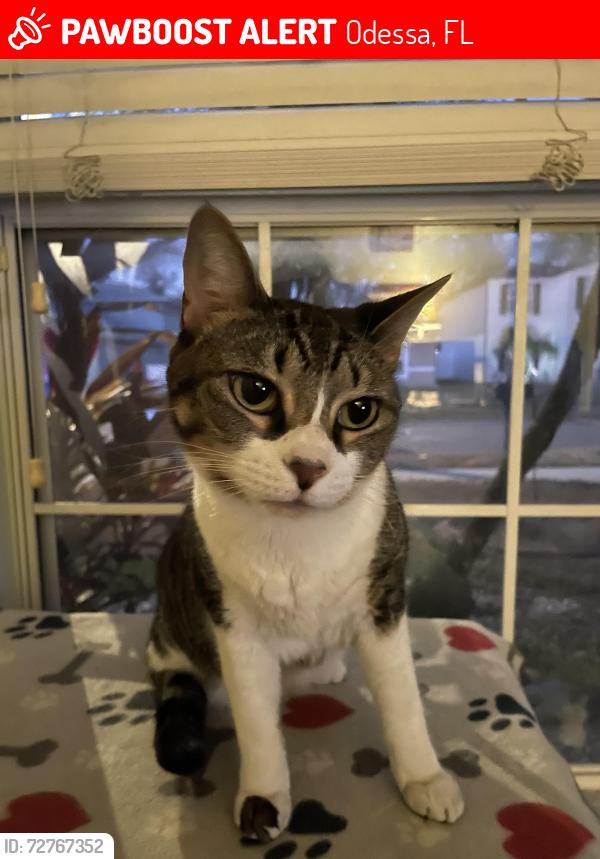 Lost Female Cat last seen Black Lake RD, Odessa, FL 33556