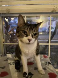Lost Female Cat last seen Black Lake RD, Odessa, FL 33556