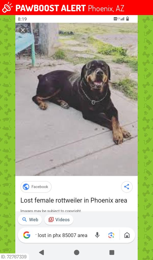Lost Female Dog last seen McDowell and 15 ave, Phoenix, AZ 85007