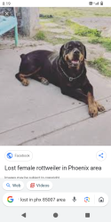 Lost Female Dog last seen McDowell and 15 ave, Phoenix, AZ 85007
