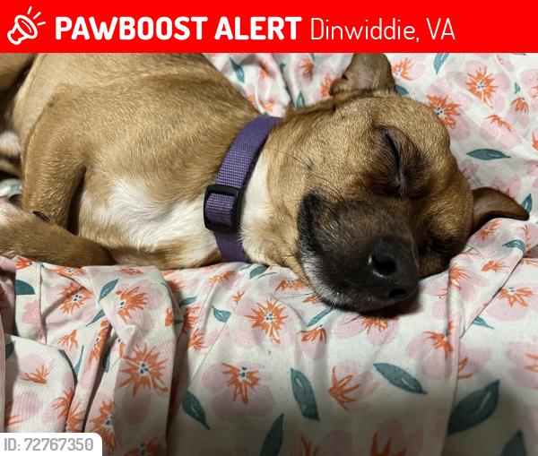 Lost Male Dog last seen Dinwiddie love’s rest stop, Dinwiddie, VA 23841