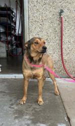 Shelter Stray Female Dog last seen Cleburne, TX 76031, Cleburne, TX 76033