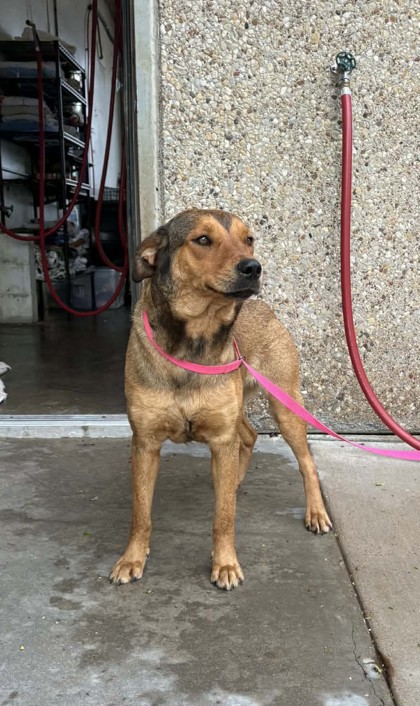 Shelter Stray Female Dog last seen Cleburne, TX 76031, Cleburne, TX 76033