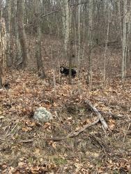 Found/Stray Unknown Dog last seen Top of Snake are / Ransom Rd up past the Landfill. Near Skyline Dr, Ransom Township, PA 18518