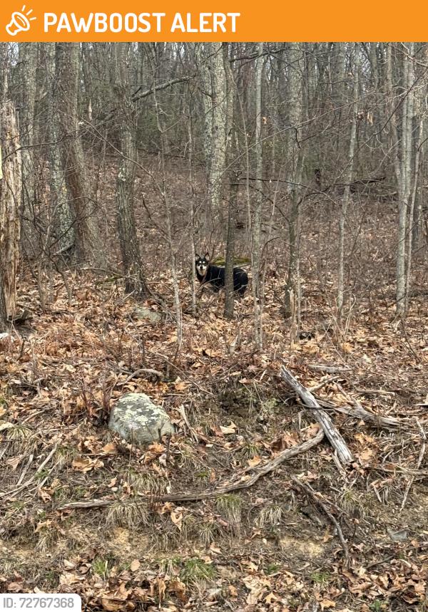 Found/Stray Unknown Dog last seen Top of Snake are / Ransom Rd up past the Landfill. Near Skyline Dr, Ransom Township, PA 18518