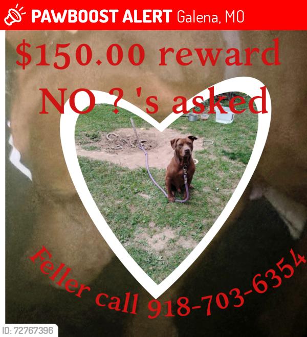Lost Male Dog last seen pine and car, Galena, MO 65656