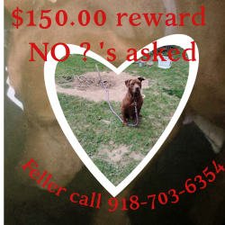Lost Male Dog last seen pine and car, Galena, MO 65656