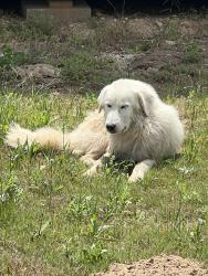 Found/Stray Female Dog last seen Trophy Lane and 476, Atascosa County, TX 78065