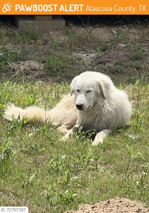 Found/Stray Female Dog last seen Trophy Lane and 476, Atascosa County, TX 78065