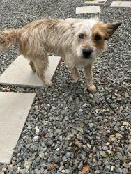 Found/Stray Female Dog last seen Monroe and Dufferin , Riverside, CA 92504